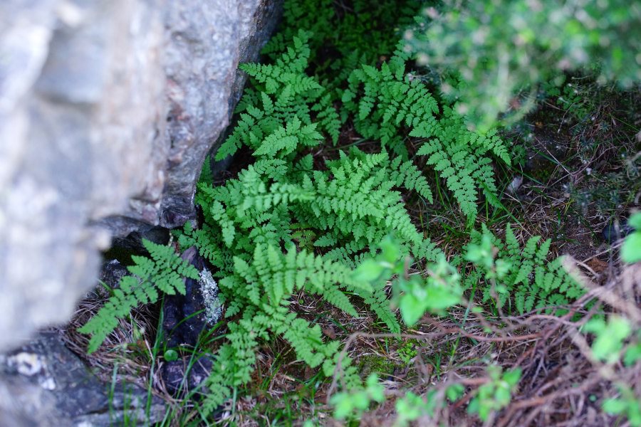 Asplenium obovatum subsp. billotii (=lanceolatum)